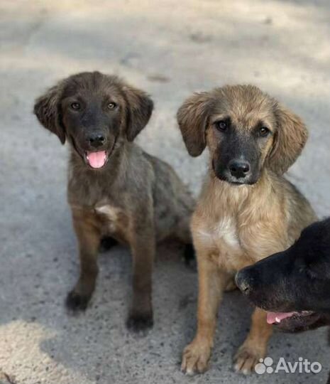 Собака щенок мальчик в добрые руки бесплатно