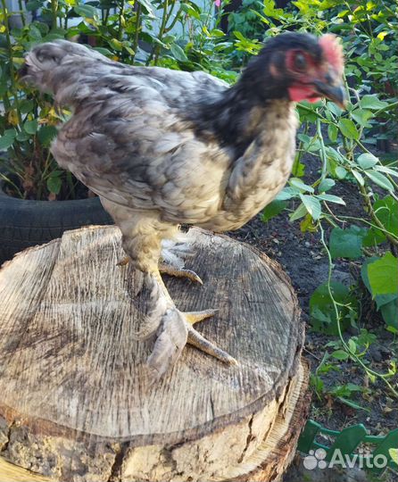 Молодые петушки