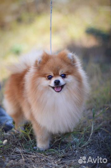 Шпиц вязка.Кобель с Прекрасной родословной ждёт да