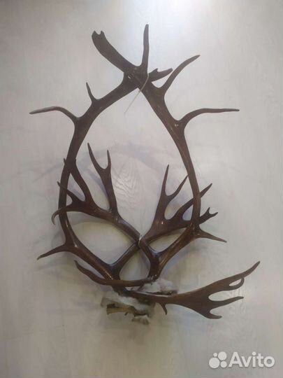 Рога оленя с частью черепа