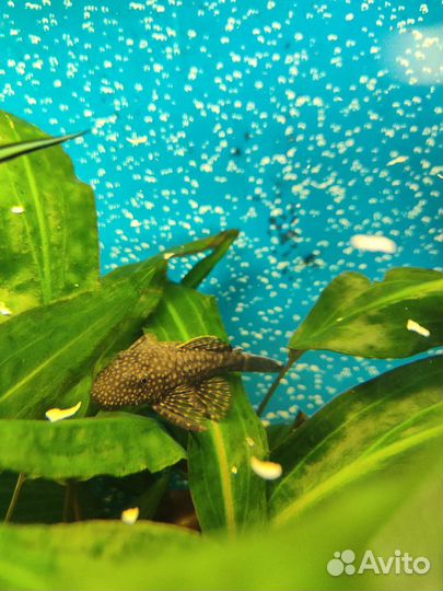 Сомики анциструсы