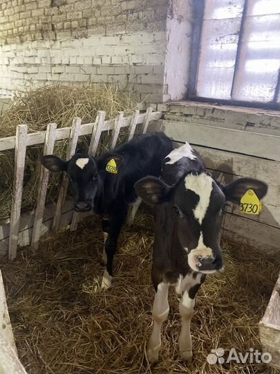 Бычки. Телята. Крс