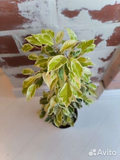 Фикусы сортовые
