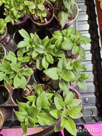 Вегетативная петуния