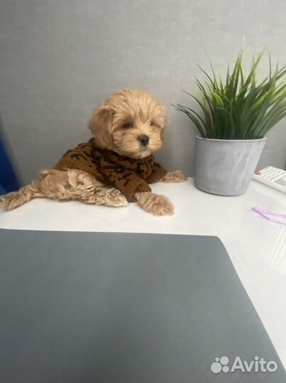 Мальтипу f1 mini девочка