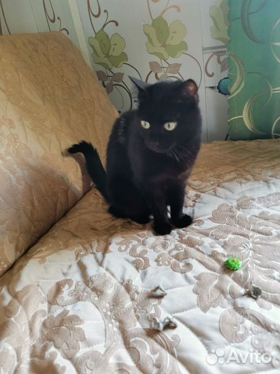 Кошка в дар бесплатно