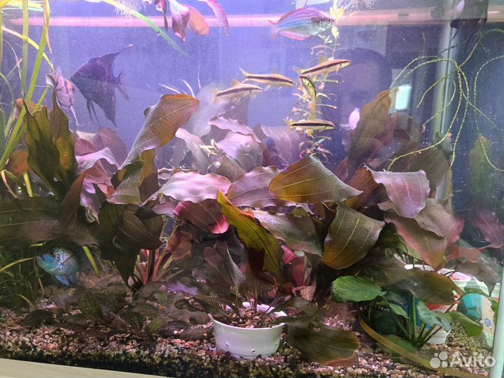 Растения для аквариума прополка