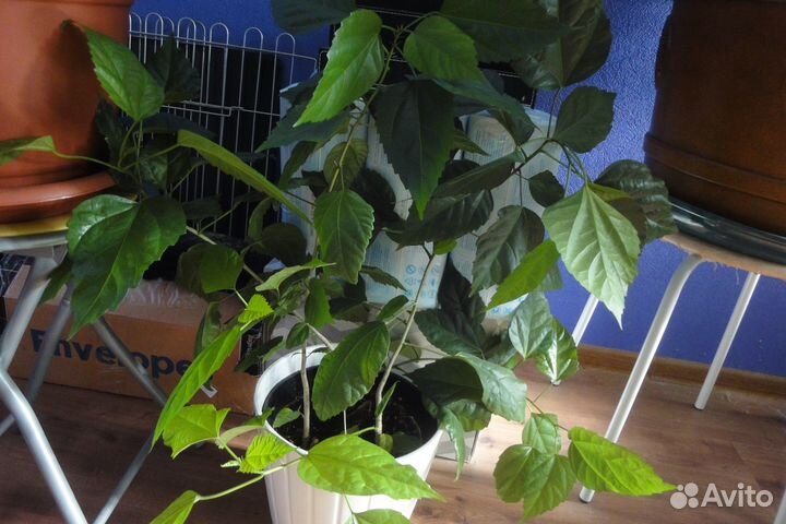 Крупномеры домашние Фикус алоказия регал роза кофе
