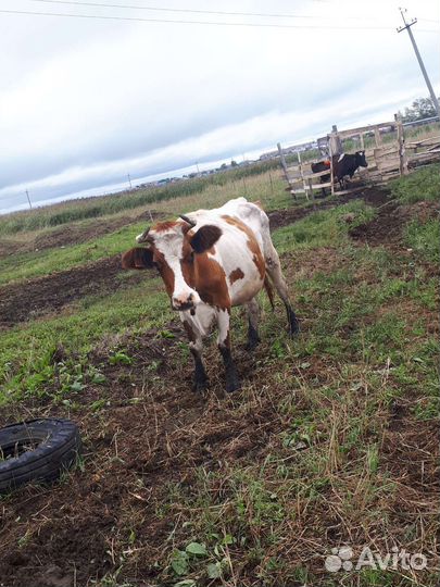Корова дойная