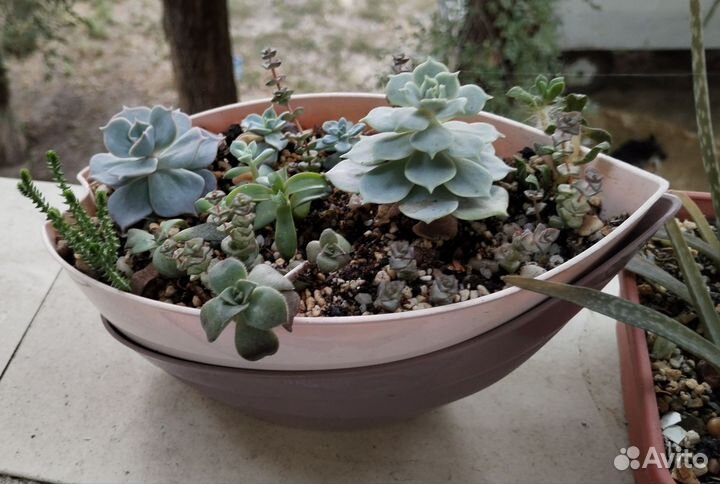 Суккуленты