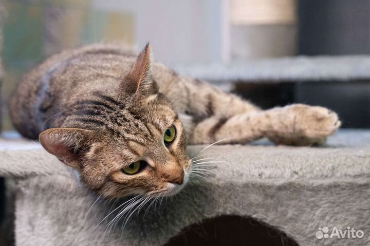 Ласковый кот