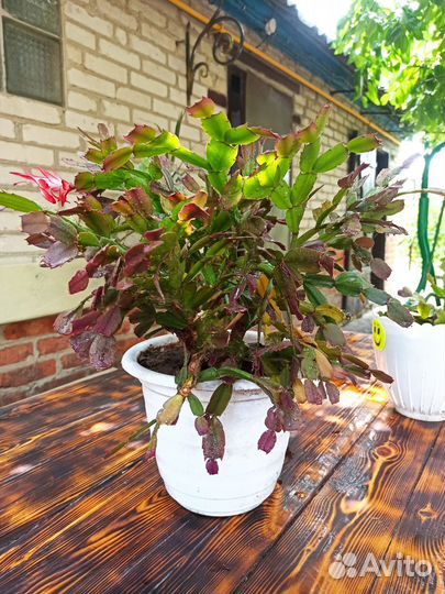 Цветы комнатные разные