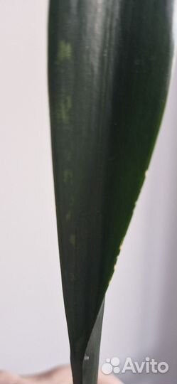 Сансевиерии сортовые