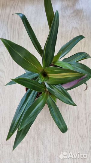 Традесканция Рео пестролистный комнатное растение