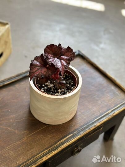 Бегония DS Кармен