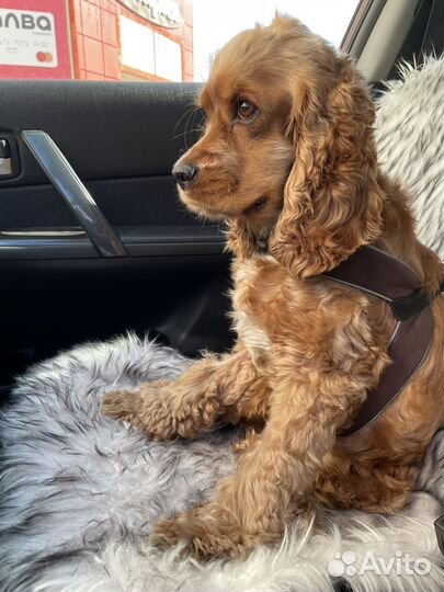 Кокер спаниель