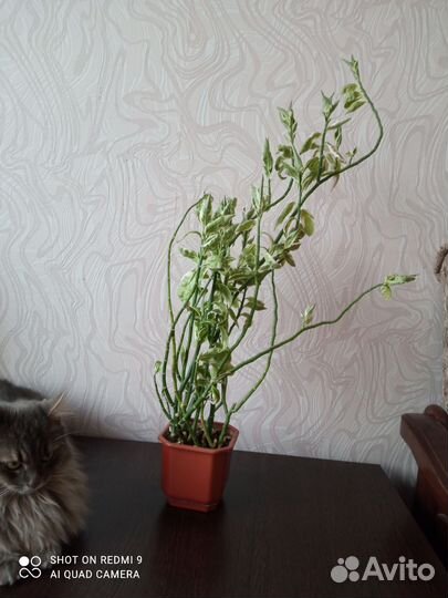 Педилантус