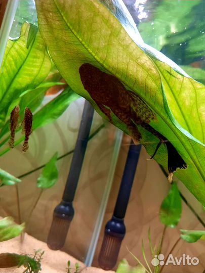 Сомики анцитрусы