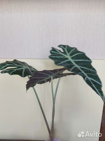 Комнатные растения