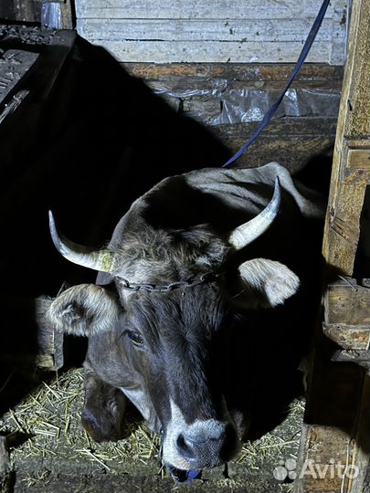 Корова дойная