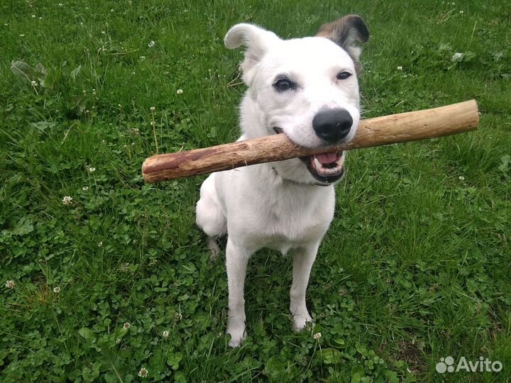 Дрессировка собак кинолог