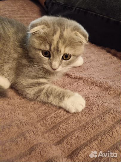 Кошки вислоухие