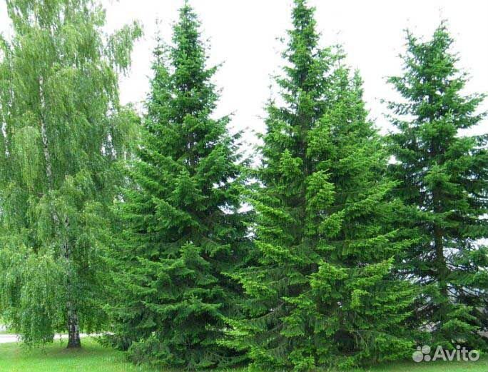 Пихта сибирская