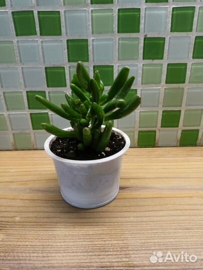 Толстянка крассула хоббит