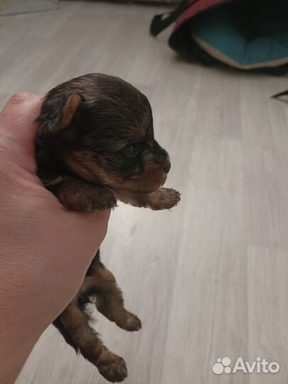Йоркширский терьер супер мини