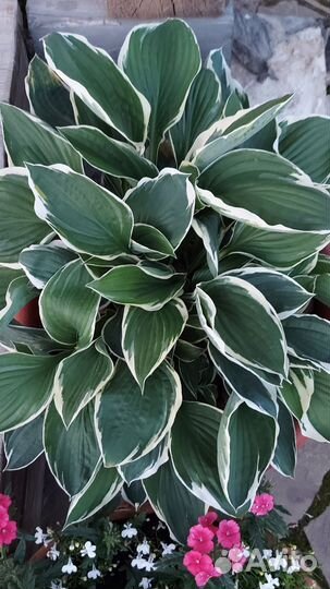 Многолетние садовые цветы