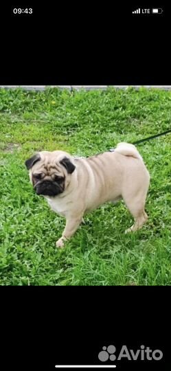 Щенки мопса