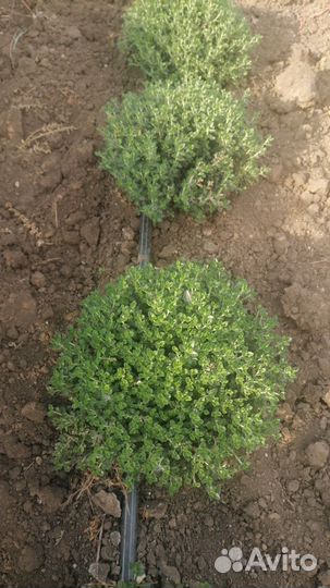 Саженцы Дубровник вечнозеленый розовый доставка