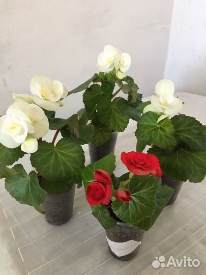 Цветущие бегонии элатиор