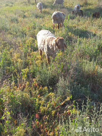 2 гиссара мясного типа -курдюк небольшой1,2года