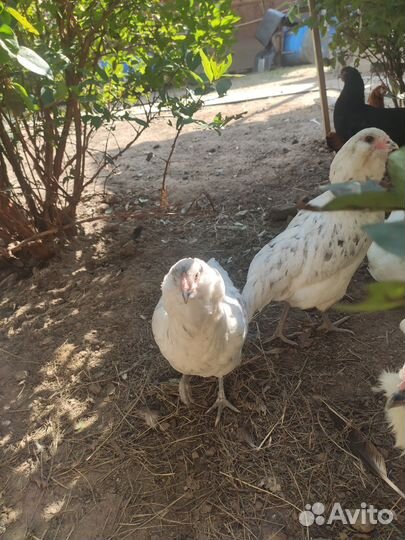 Куры молодки