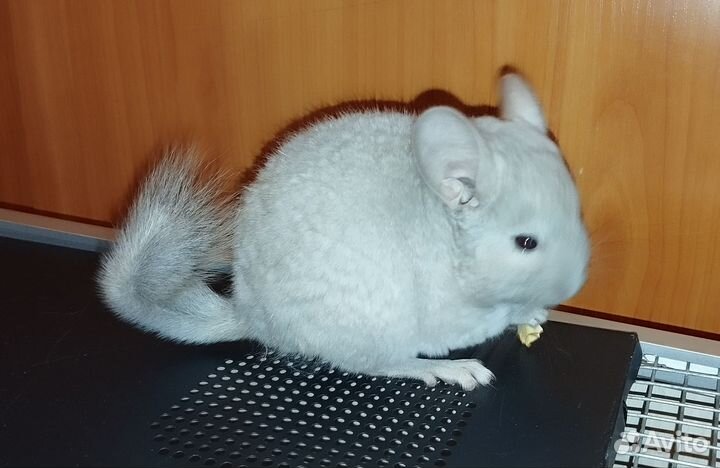 Шиншиллята