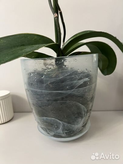 Орхидея фаленопсис