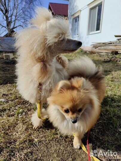 Передержка собак в частном доме