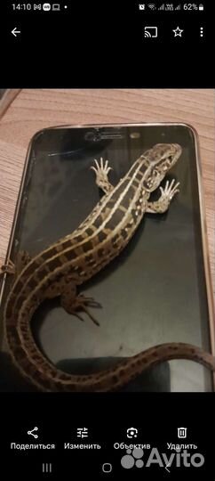 Продаются ручные ящерицы