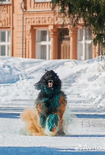 Русский Чёрный Терьер Щенки