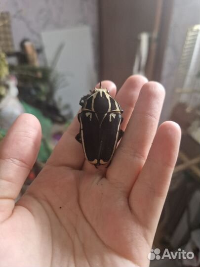 Засушенный жук mtu