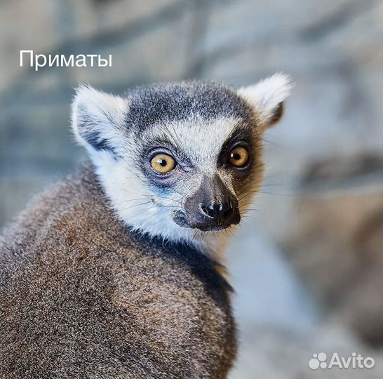 1 2 мая в паре птиц «Малинки»