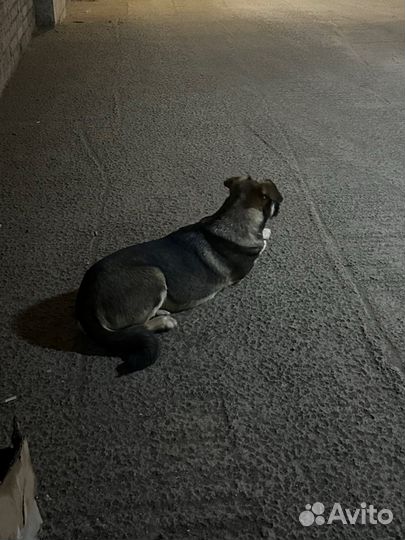 Найдена собака