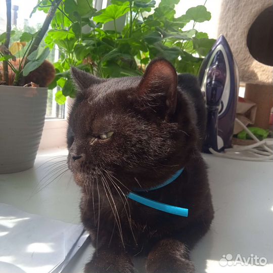 Кошка в дар бесплатно