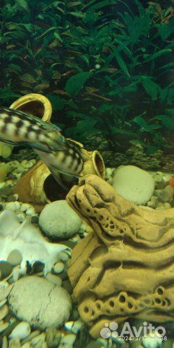 Аквариумные рыбки цихлиды юлидохромис
