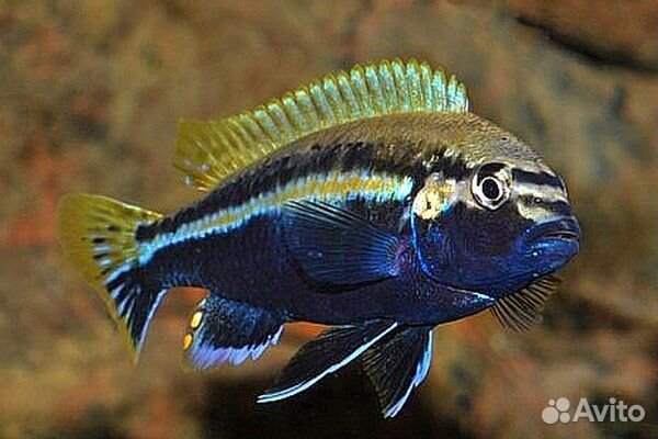 Меланохромис ауратус
