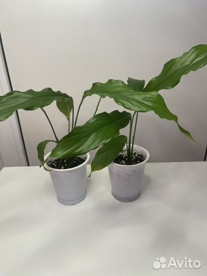 Спатифиллум - крупномер