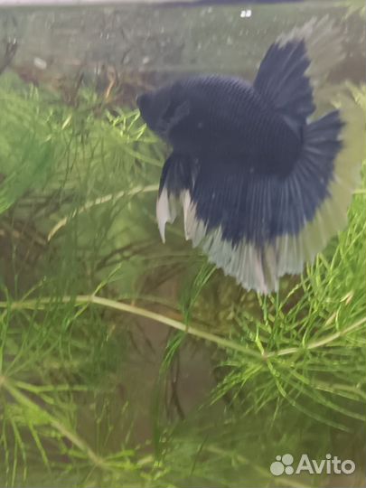 Петушок в аквариуме