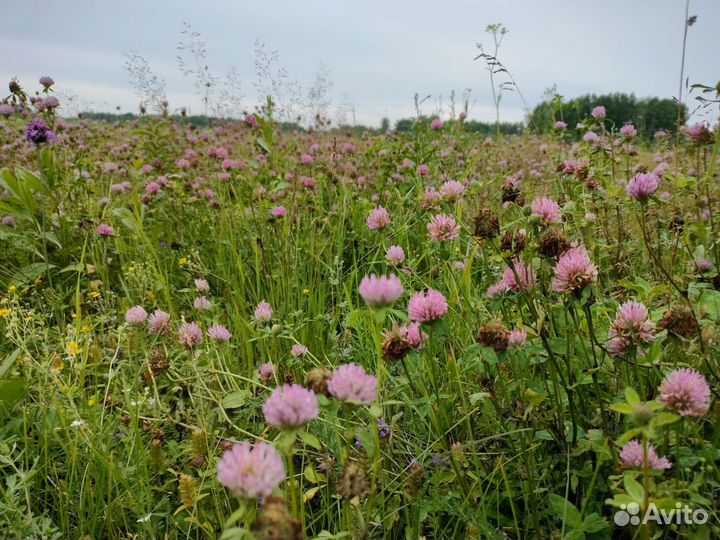 Мед с личных пасек