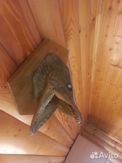 Чучело щуки